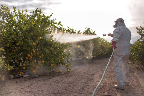 Best Affordable Pest Control Services  in Desert Palms, CA