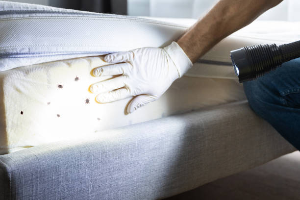 Best Mosquito Control Services  in Desert Palms, CA