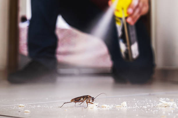 Best Pest Control Near Me  in Desert Palms, CA