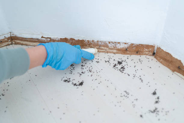 Best Best Pest Control Companies  in Desert Palms, CA